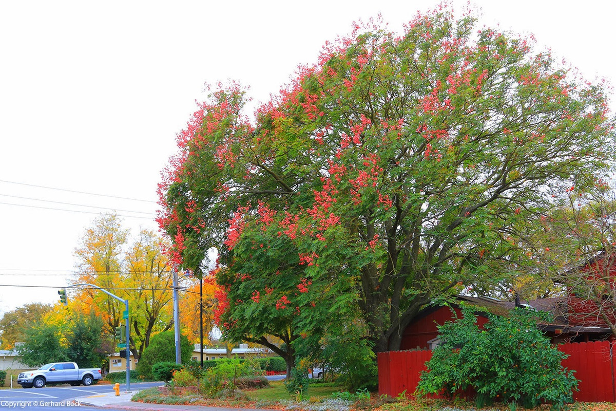 Cây ngọn lửa vàng là sứ giả xinh đẹp của mùa thu, tượng trưng cho sự phú quý, thịnh vượng, quả mọc thành chùm giống như những chuỗi tiền xâu vào nhau nên có ý nghĩa tài lộc, thu hút tiền tài cho gia đình. Vì nó biểu tượng cho sự giàu có và thịnh vượng nên trong phong thủy, nhiều người coi nó là loại cây may mắn và thịnh vượng, trồng trước nhà để cầu may. Ảnh minh họa lh4.ggpht 