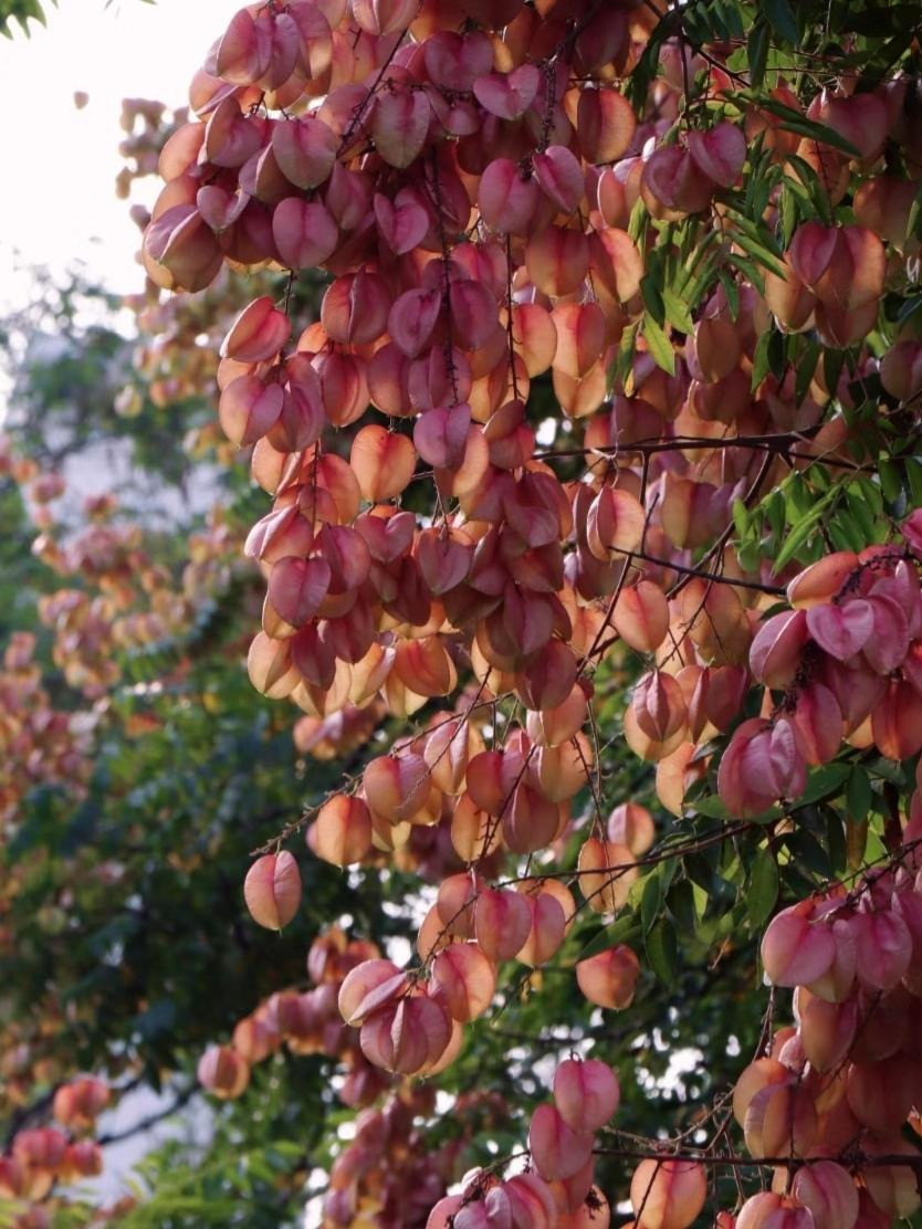 Cây ngọn lửa vàng là cây thân gỗ gỗ cỡ trung bình thường cao 5-12 m. Thân chính của nó được bao phủ bởi lớp vỏ thô màu nâu xám. Lá kép kép của nó rất lớn (dài 25-60 cm và rộng 15-44 cm) và có nhiều lá chét (dài 5,5-10 cm).. Ảnh minh họa Toutiao