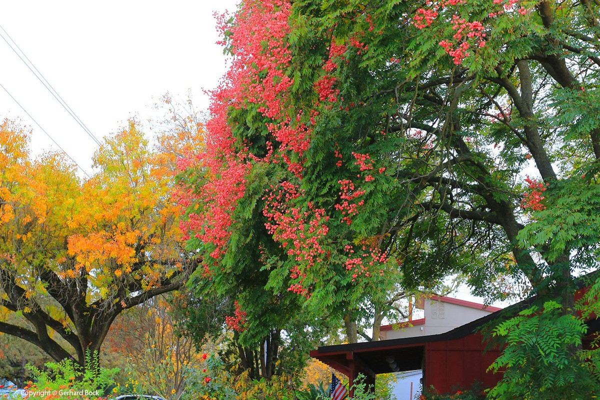 br/> Cây cảnh này kết quả từ tháng 9 đến tháng 10 hàng năm, rực rỡ giữa mùa thu. Những chùm quả trĩu cành tạo nên khung cảnh rực rỡ khi thu sang. Nếu hoa mộc hương ngọt ngào là màu sắc và hương thơm của mùa thu thì loài cây này chính là vẻ đẹp độc đáo riêng biệt của mùa thu. Ảnh minh họa lh4.ggpht 