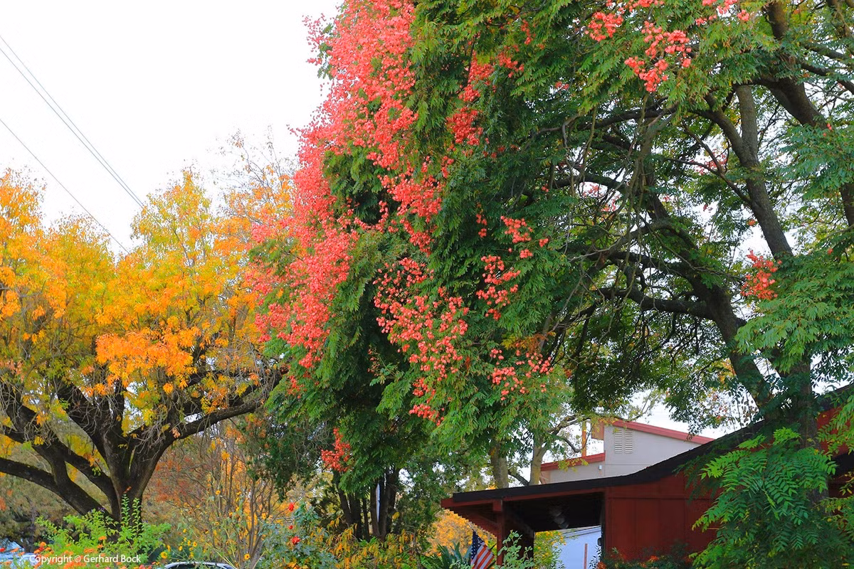 br/> Cây cảnh này kết quả từ tháng 9 đến tháng 10 hàng năm, rực rỡ giữa mùa thu. Những chùm quả trĩu cành tạo nên khung cảnh rực rỡ khi thu sang. Nếu hoa mộc hương ngọt ngào là màu sắc và hương thơm của mùa thu thì loài cây này chính là vẻ đẹp độc đáo riêng biệt của mùa thu. Ảnh minh họa lh4.ggpht 