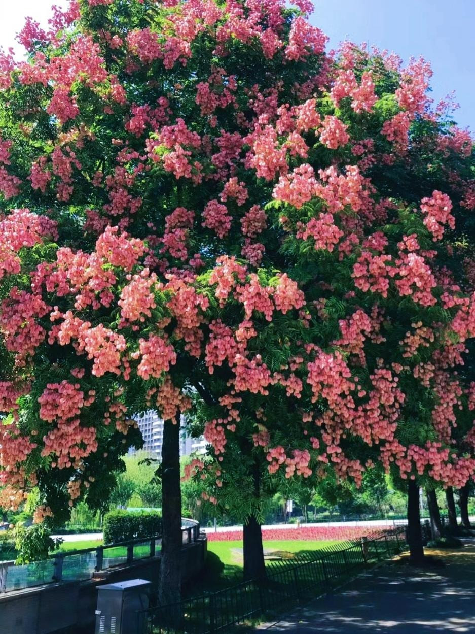  Hoa vàng rơi như mưa tượng trưng cho tài lộc và may mắn. Bởi vì quả của nó trông giống như một chiếc đèn lồng nên nó có thể tăng thêm niềm vui cho cuộc sống, làm cho cây cảnh trở nên lộng lẫy và có giá trị trang trí cao. Ảnh minh họa Toutiao