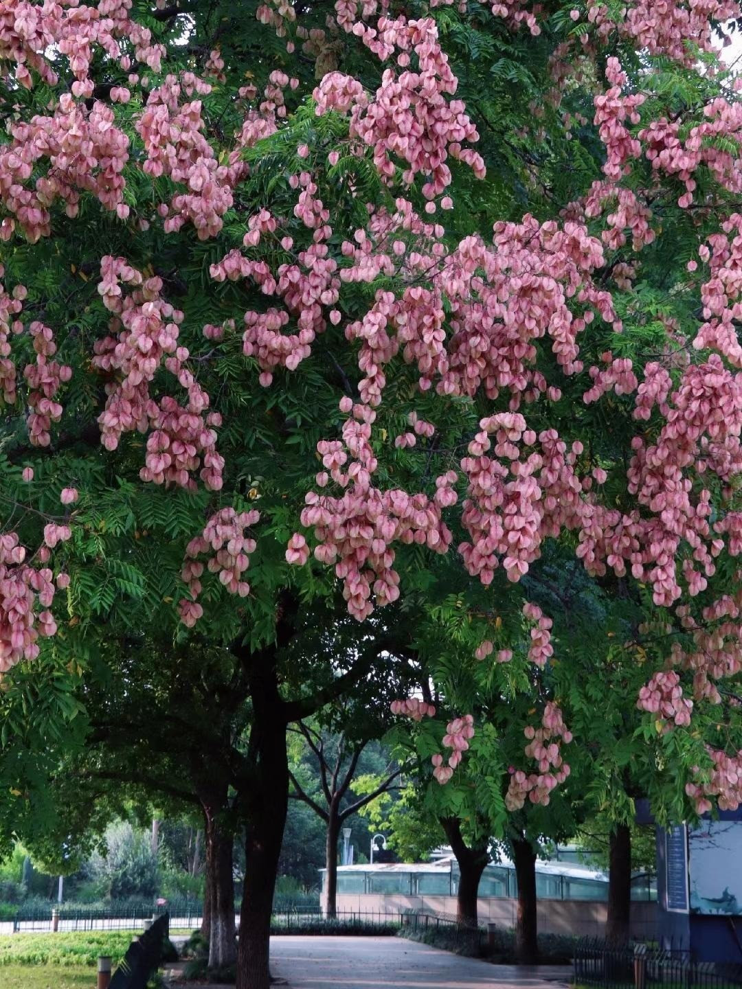 Hoa màu vàng tươi của nó (đường kính lên tới 2 cm) thường có bốn hoặc năm cánh hoa màu vàng và số lượng nhị hoa như nhau. Những bông hoa này vàng rực, phủ kín thân cây. Mỗi khi làn gió thổi qua, cánh hoa rơi xuống như mưa vàng rực rỡ, phủ kín mặt đất một màu nắng xao xuyến. Đó chính là lý do nhiều người gọi nó là cây mưa vàng. Ảnh minh họa Toutiao