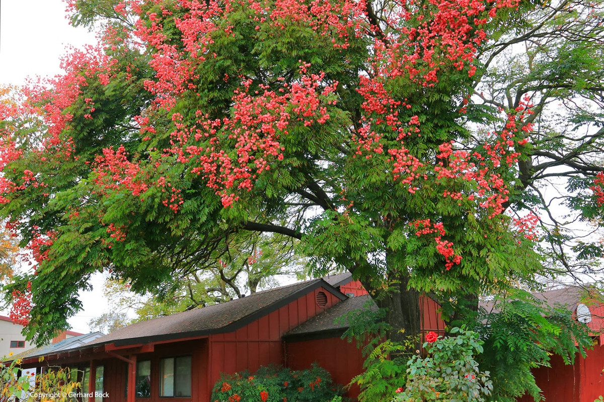 br/> Cây cảnh này có nhiều tên gọi khác nhau như cây mưa vàng, cây lửa vàng... Chúng có tên khoa học là Koelreuteria elegans thuộc ia đình Bồ hòn (Sapindaceae). Chúng giống như những chiếc bong bóng phấn hồng bay lơ lửng trong không khí, khiến trái tim mọi người đập rộn ràng, mơ mộng và yêu thương quá thể. Ảnh minh họa lh4.ggpht