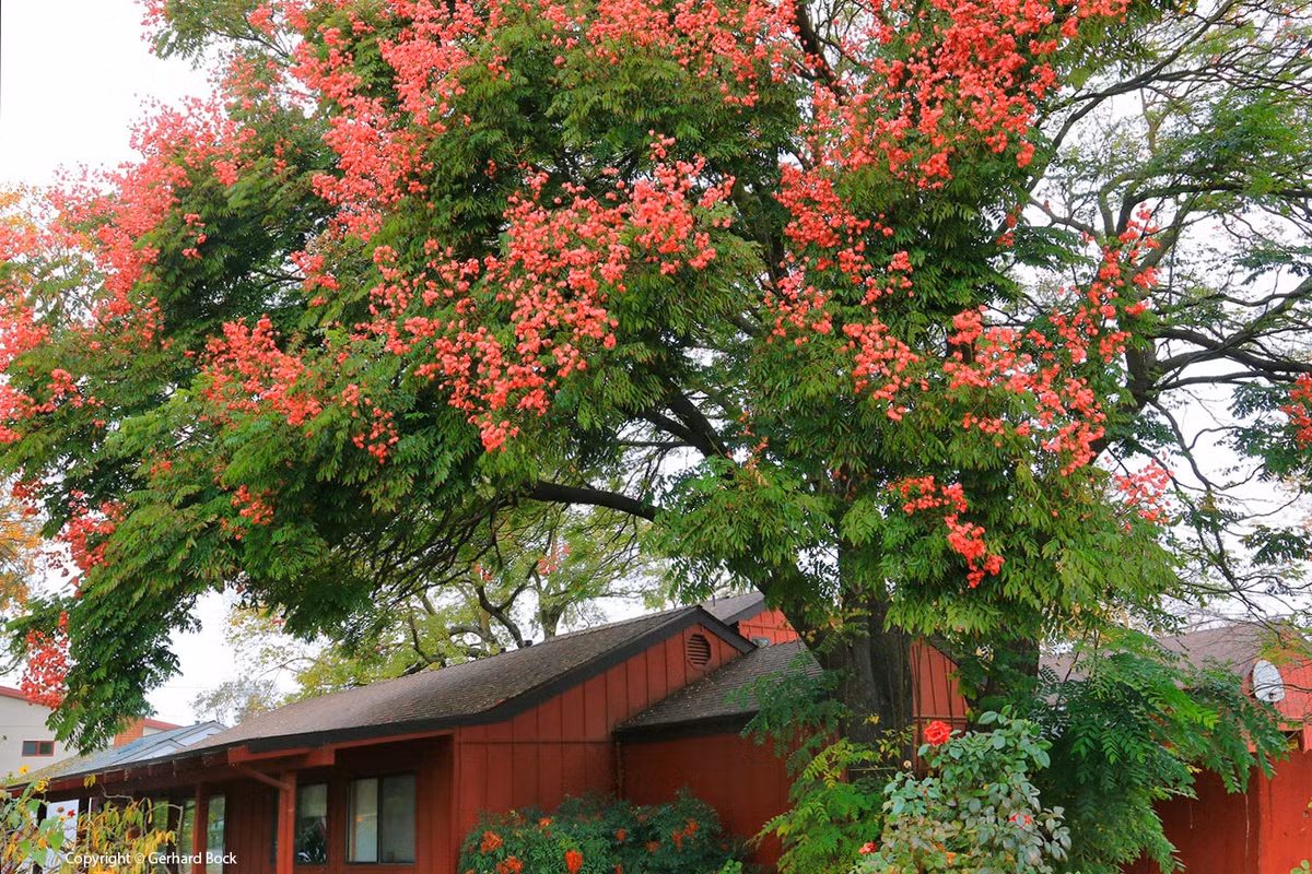 br/> Cây cảnh này có nhiều tên gọi khác nhau như cây mưa vàng, cây lửa vàng... Chúng có tên khoa học là Koelreuteria elegans thuộc ia đình Bồ hòn (Sapindaceae). Chúng giống như những chiếc bong bóng phấn hồng bay lơ lửng trong không khí, khiến trái tim mọi người đập rộn ràng, mơ mộng và yêu thương quá thể. Ảnh minh họa lh4.ggpht