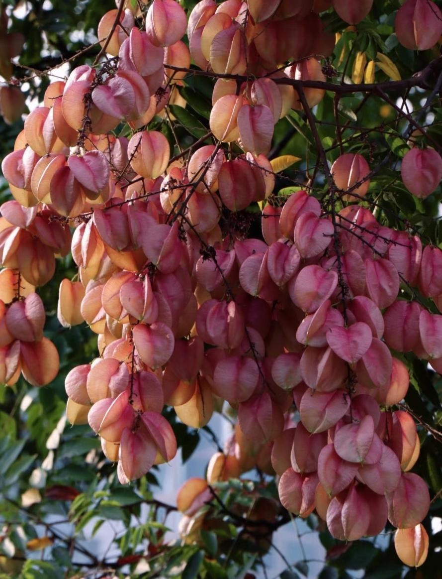  Dưới bầu trời trong xanh, có những chiếc lá xanh, những chùm hoa vàng, những chùm quả đỏ, những khối màu sắc khác nhau va chạm, đan xen trong gió thu... tạo nên một mùa thu tươi đẹp động lòng người. Có cây cảnh này thì huy hoàng không bao giờ vắng bóng. Ảnh minh họa Toutiao 