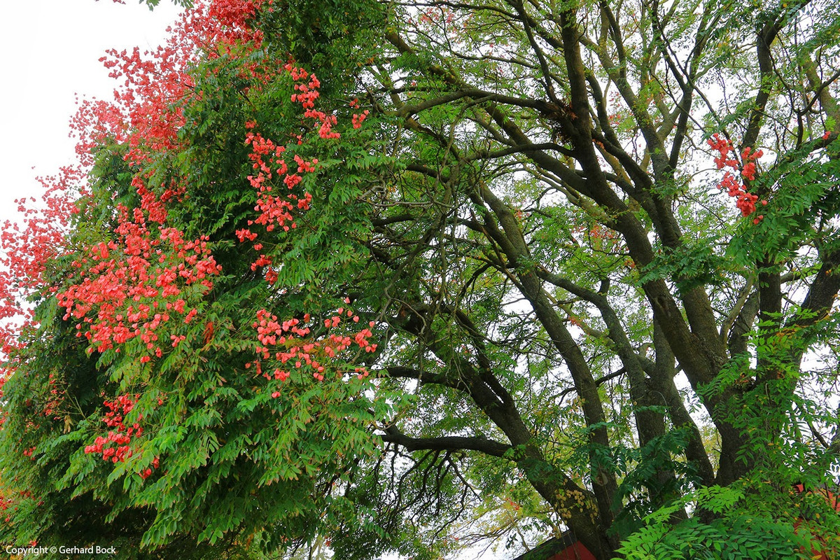  Và giá trị kinh tế của cây cảnh này cũng rất cao. Nó không chỉ làm đẹp cảnh quan mà còn có thể dùng để chế xuất keo công nghiệp, hoa có thể dùng làm thuốc nhuộm màu vàng, lá có thể làm thuốc nhuộm màu xanh. Ảnh minh họa lh4.ggpht