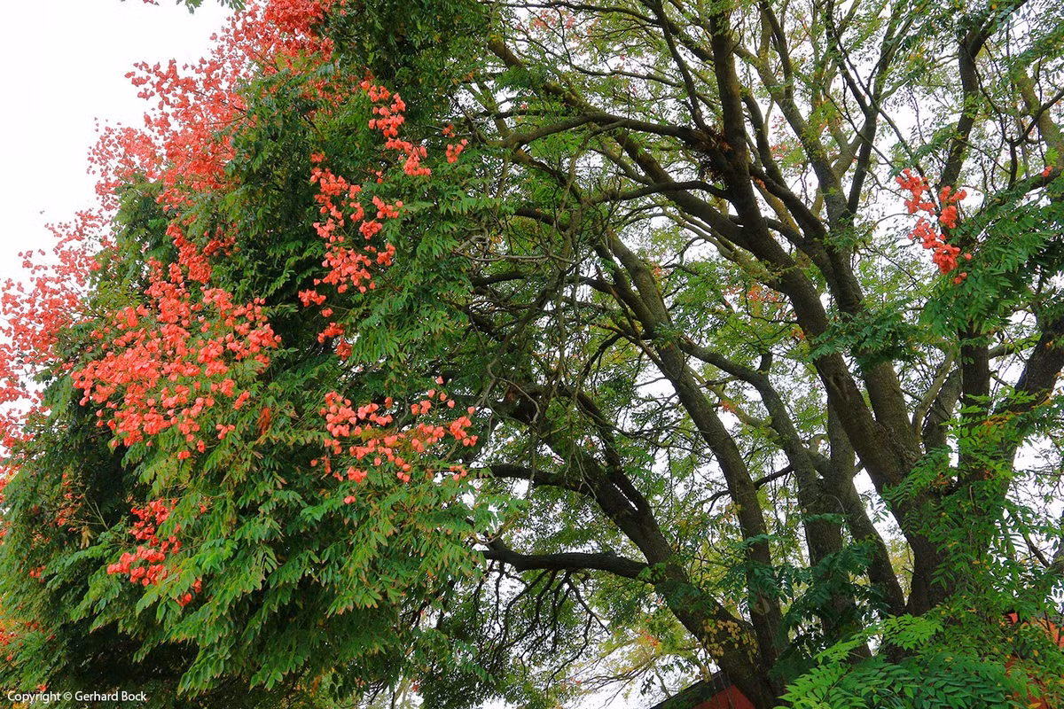  Và giá trị kinh tế của cây cảnh này cũng rất cao. Nó không chỉ làm đẹp cảnh quan mà còn có thể dùng để chế xuất keo công nghiệp, hoa có thể dùng làm thuốc nhuộm màu vàng, lá có thể làm thuốc nhuộm màu xanh. Ảnh minh họa lh4.ggpht