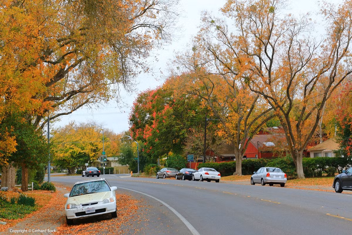  Cây ngọn lửa vàng là loại cây xanh đường phố rất đẹp, có giá trị làm cảnh cao, có thể dùng để thưởng ngoạn lá vào mùa xuân, ra hoa vào mùa hạ và ra quả vào mùa thu đông. Ảnh minh họa lh4.ggpht