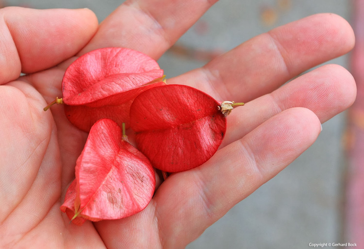  Lá của nó có màu đỏ vào mùa xuân, hoa màu vàng vào mùa hè, và quả của nó giống như những chiếc đèn lồng vào mùa thu. Vì vậy, nếu bạn thích và có điều kiện cũng có thể trồng cho mình một hàng cây trước nhà để ngắm cảnh đẹp 4 mùa và cảm nhận thu hoạch sung túc, tràn đầy vào mùa thu. Ảnh minh họa Toutiao 