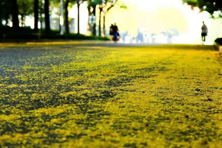 Gỗ của nó có thể chế biến thành đồ nội thất. Hạt còn có thể dùng để chiết xuất dầu. Đây là một loại cây không chỉ đẹp mà còn vô cùng hữu ích. Hoa của cây cảnh này còn có giá trị dược liệu, có tác dụng thanh lọc gan, cải thiện thị lực, có thể chữa mắt đỏ, sưng đau, chảy nước mắt nhiều và các triệu chứng khác. Ảnh minh họa Toutiao 