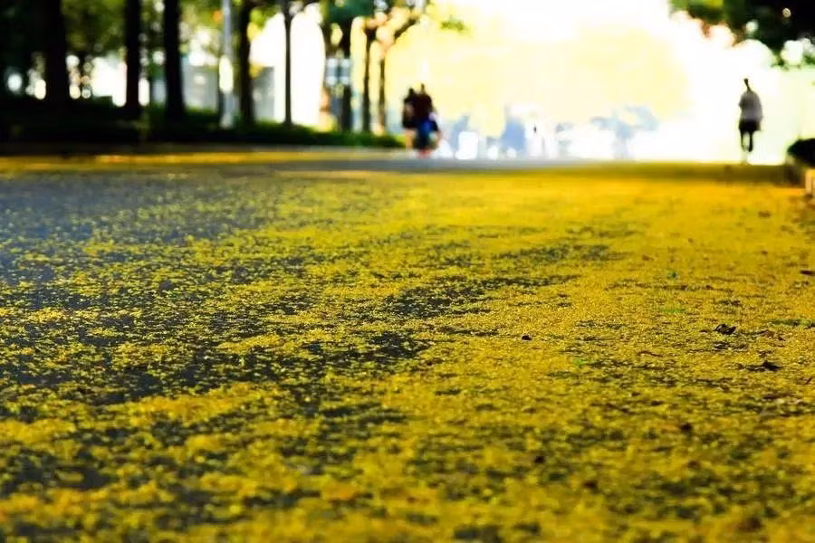 Gỗ của nó có thể chế biến thành đồ nội thất. Hạt còn có thể dùng để chiết xuất dầu. Đây là một loại cây không chỉ đẹp mà còn vô cùng hữu ích. Hoa của cây cảnh này còn có giá trị dược liệu, có tác dụng thanh lọc gan, cải thiện thị lực, có thể chữa mắt đỏ, sưng đau, chảy nước mắt nhiều và các triệu chứng khác. Ảnh minh họa Toutiao 