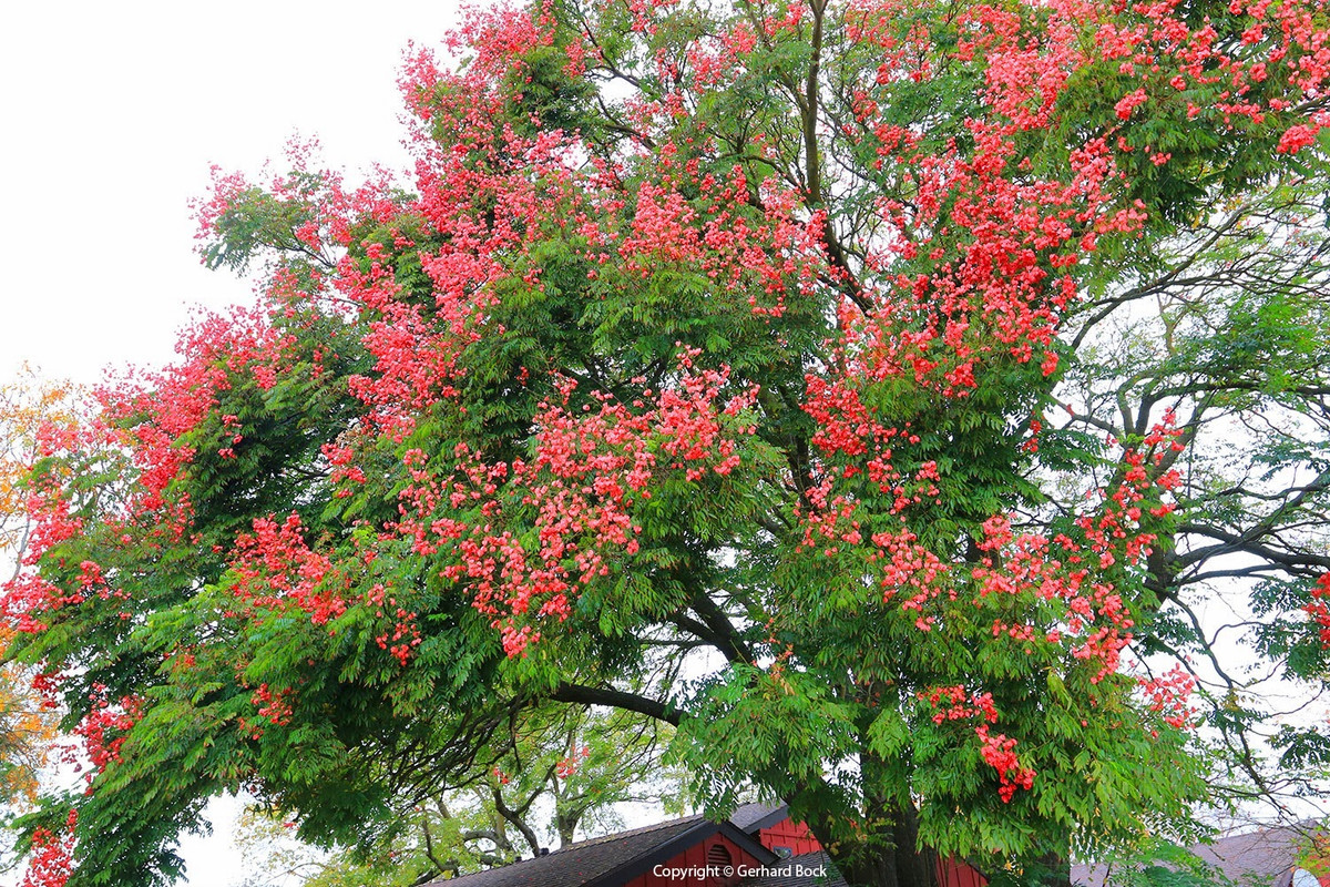  Ý nghĩa của cây cảnh ngọn lửa vàng: Ngôn ngữ hoa của cây cảnh này đặc biệt thú vị, có nghĩa là tuyệt vời và chấn động và cuộc sống huy hoàng. Ai chẳng muốn có cuộc sống tuyệt vời, gây ra tiếng vang và huy hoàng, rực rỡ chứ! Ảnh minh họa lh4.ggpht 