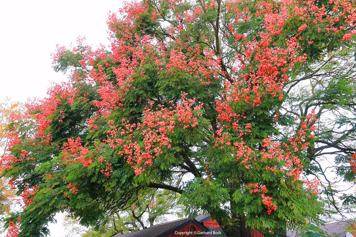  Ý nghĩa của cây cảnh ngọn lửa vàng: Ngôn ngữ hoa của cây cảnh này đặc biệt thú vị, có nghĩa là tuyệt vời và chấn động và cuộc sống huy hoàng. Ai chẳng muốn có cuộc sống tuyệt vời, gây ra tiếng vang và huy hoàng, rực rỡ chứ! Ảnh minh họa lh4.ggpht 