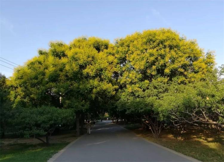  Cây cảnh này vào tháng 9-10 là thời điểm có nhiều màu sắc nhất trong năm. Với hoa vàng, quả hồng, lá xanh, cả cây là một bảng màu lộng lẫy. Gió thổi đung đưa, những chùm quả đèn lồng như reo vui trong gió, rải rác khắp mặt đất, đánh động cho những người bận rộn rằng mùa thu đã sang rồi đó. Ảnh minh họa Toutiao 