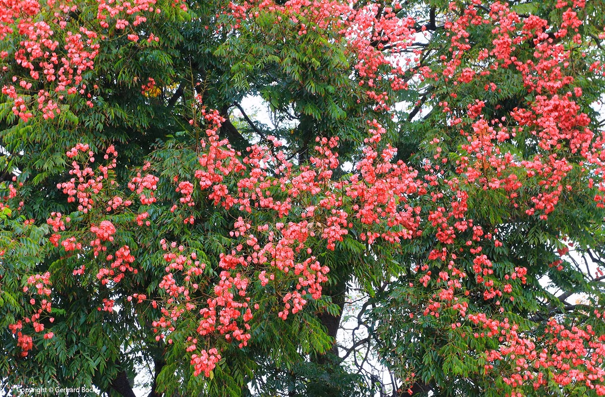  Cây cảnh ngọn lửa vàng (Koelreuteria elegans) mang lại vẻ đẹp độc đáo và màu sắc rực rỡ, tô điểm cho hương sắc của mùa thu. Những chùm quả hồng dày đặc trên cành còn giống như những chiếc đèn lồng nhỏ màu hồng, đẹp rực rỡ và lộng lẫy.. Ảnh minh họa lh4.ggpht