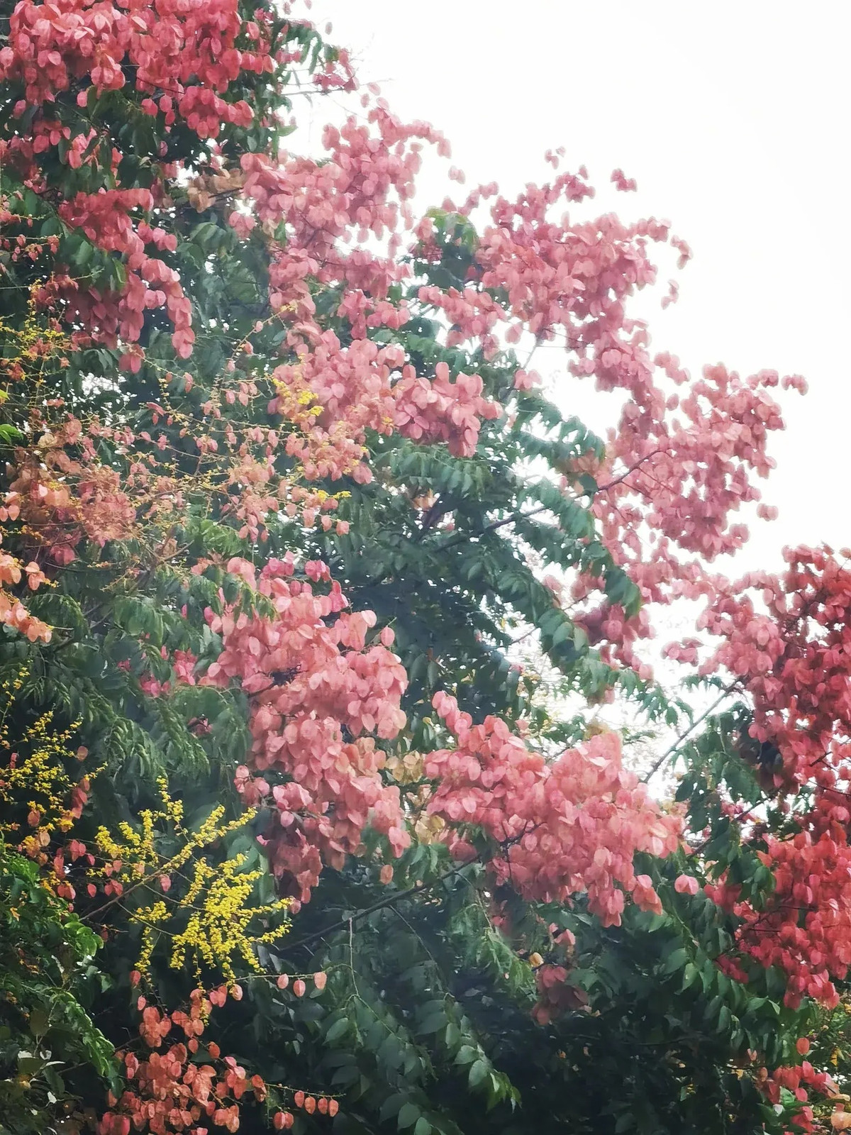 Ngoài ra, cây cảnh này Luân còn là loài cây chống ô nhiễm rất có giá trị, nó có thể hấp thụ một lượng lớn hạt bụi độc hại, hấp thụ một số khí độc hại và lọc thành oxy có lợi cho cơ thể con người. Ảnh minh họa Toutiao 