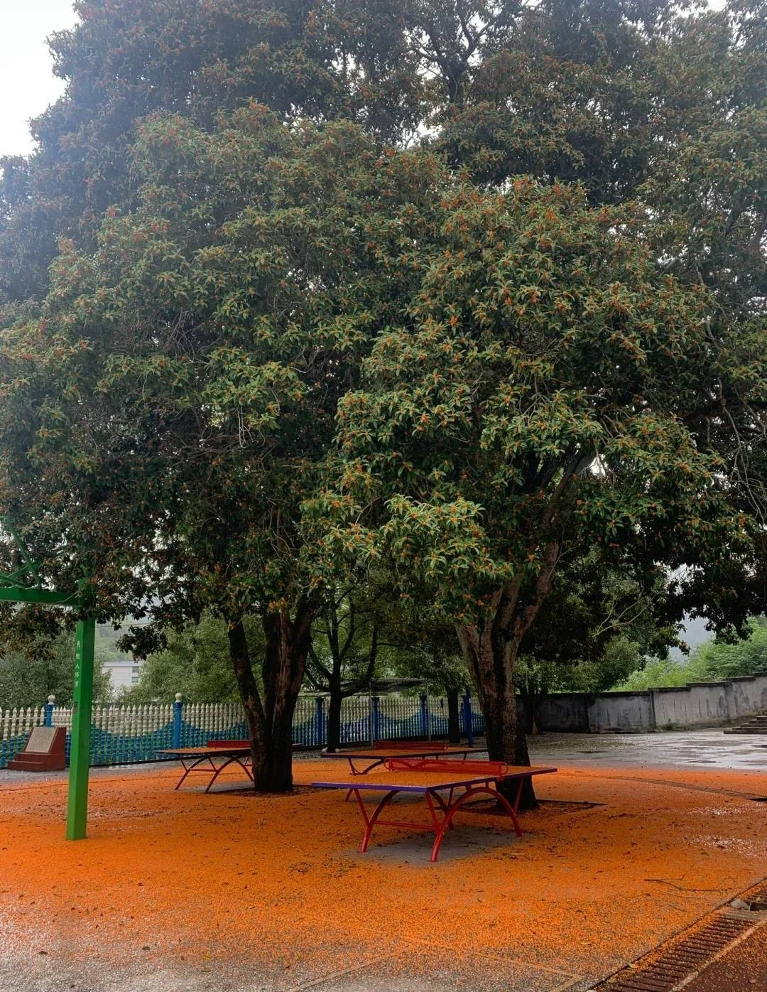 1. Người xưa dặn trồng mộc hương trước nhà, quý nhân vào trong cửa. Cây cảnh quế hương còn gọi là mộc tê, quế hoa, hoa mộc (tên tiếng Anh là Osmanthus fragrans) có hương thơm ngào ngạt, quanh năm xanh tốt. 