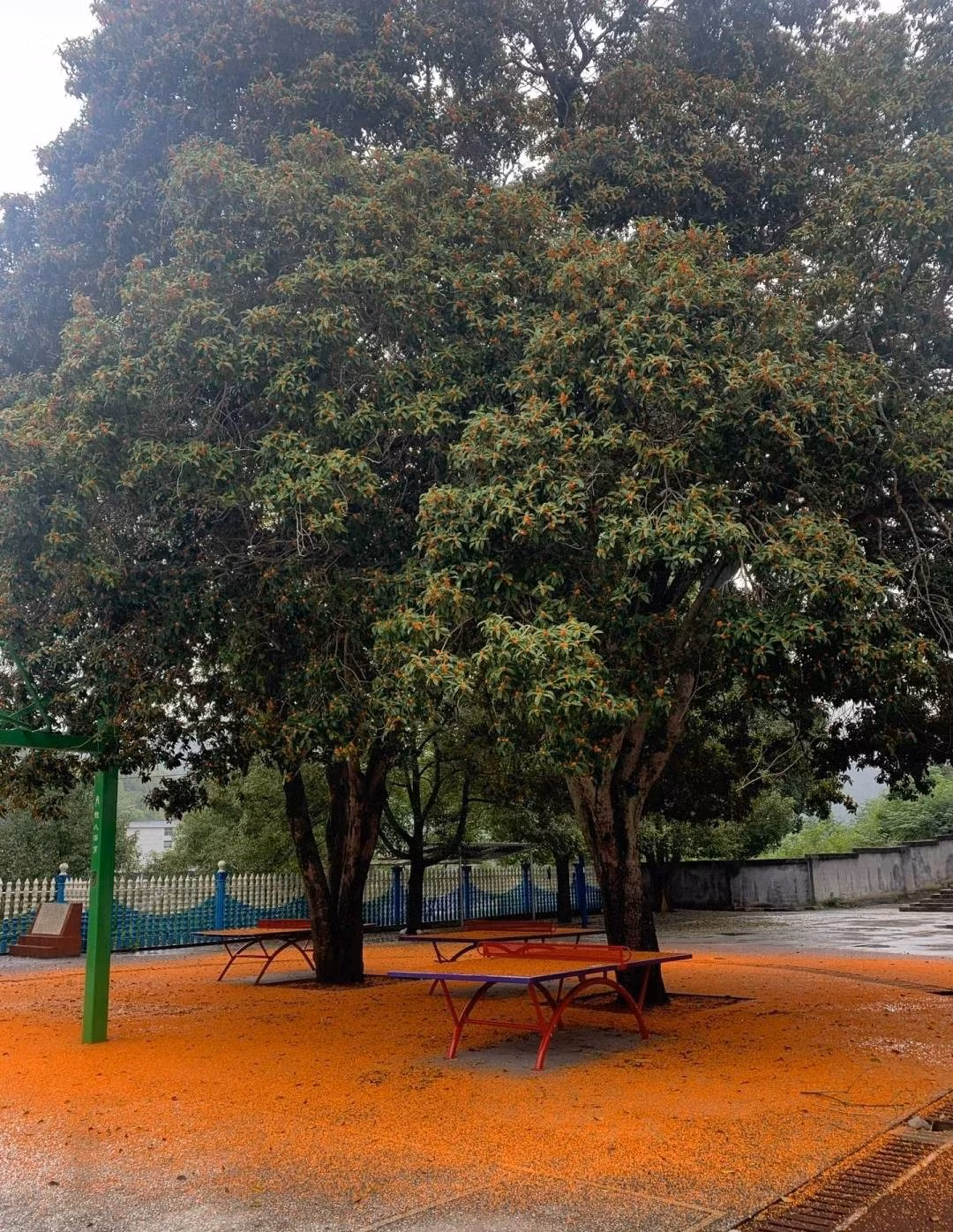 Co nhan dan: '5 cay vao cua, tai loc den nha'