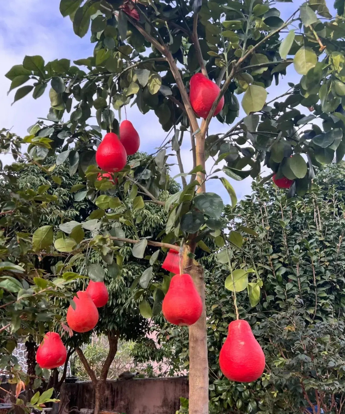  2. Người xưa dặn trồng bưởi trong sân gia đình sung túc. Cây bưởi là cây dân dã quen thuộc của người dân Việt, thích hợp trồng ở những vùng có khí hậu ấm áp. Cùng với những cây quả vàng khác như cam, quýt, phật thủ... bưởi tạo nên ngũ quả mang lại nhiều tài lộc và may mắn cho gia đình. 