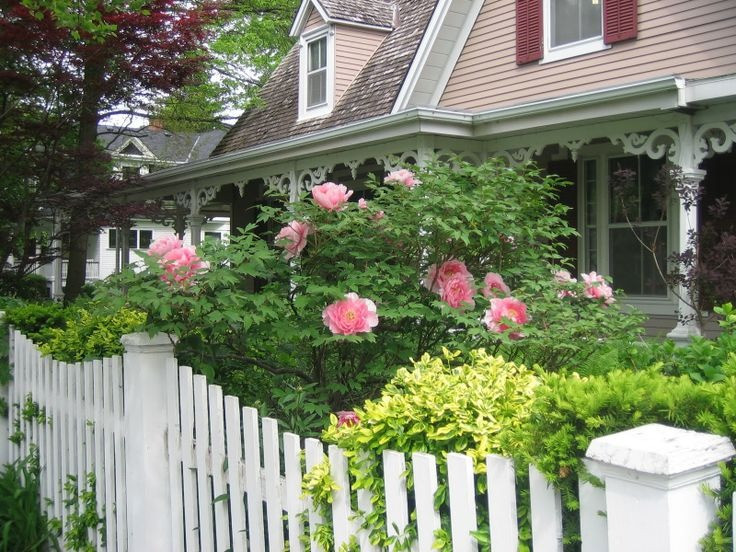 Hoa mẫu đơn là một loài hoa rất đẹp, khi nở rộ sẽ nở thành một biển hoa lộng lẫy, thường được trồng trong các khu vườn của vua chúa, quan lại ngày xưa. Ảnh minh họa petertimages