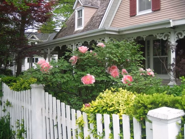 Hoa mẫu đơn là một loài hoa rất đẹp, khi nở rộ sẽ nở thành một biển hoa lộng lẫy, thường được trồng trong các khu vườn của vua chúa, quan lại ngày xưa. Ảnh minh họa petertimages