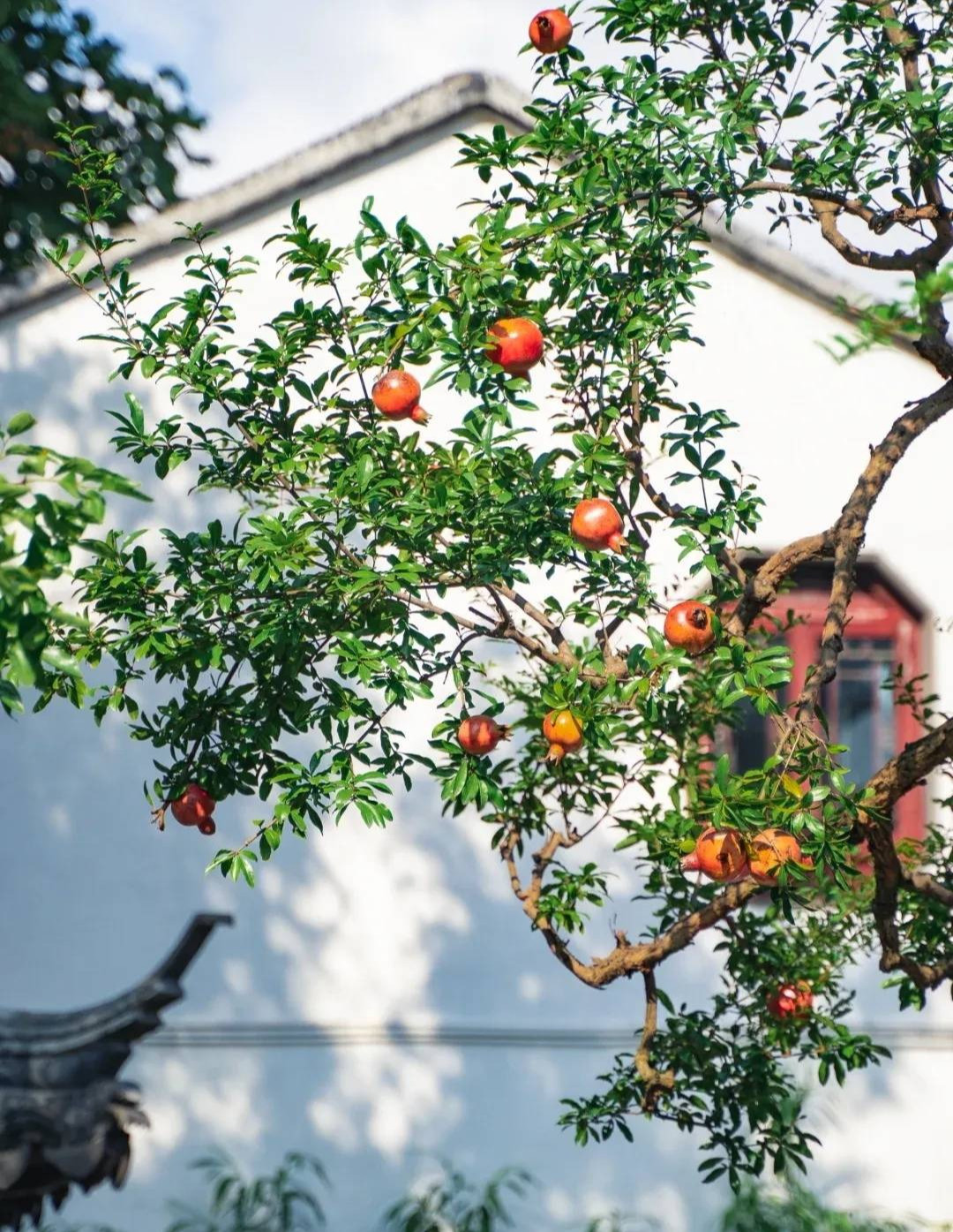  Ngụ ý của câu này là nếu trồng cây lựu ở phía Đông và trồng cây hồng ở phía Tây thì gia đình sẽ có nhiều vàng bạc, giàu có. Chính vì vậy mà cây lựu được rất nhiều người ưa chuộng. 