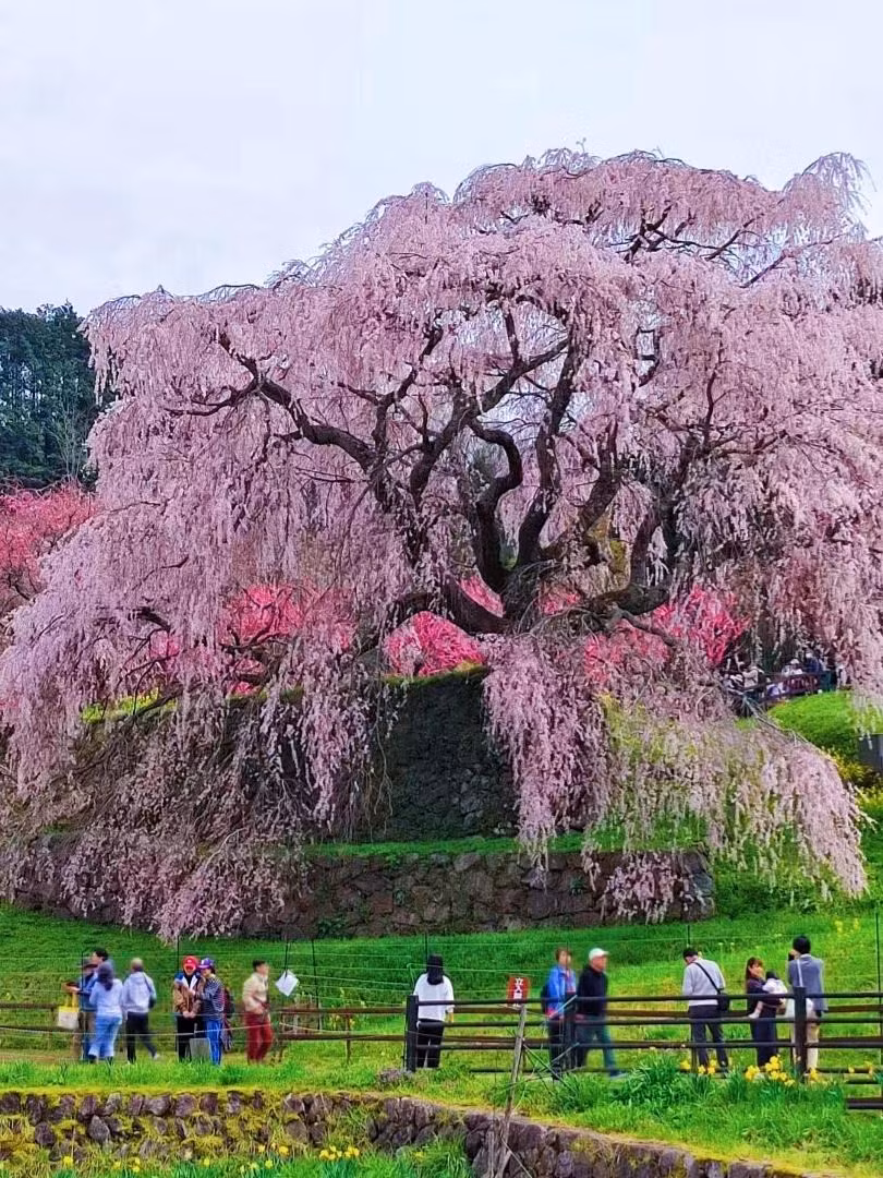3. Người xưa dặn, trồng đào trong sân gia đình đầm ấm, thịnh vượng. Theo người xưa, cây đào đã là biểu tượng của sự trường thọ và tình yêu nên còn mang ý nghĩa trường thọ, sức khỏe, thịnh vượng, may mắn và tình yêu đích thực. . Ảnh minh họa Toutiao