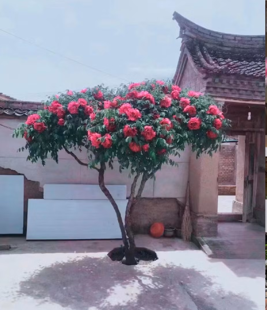 5. Người xưa dặn trồng mẫu đơn trong sân gia đình phú quý. Hoa mẫu đơn là vua của các loài hoa từ xa xưa nó đã được mệnh danh là loài hoa của sự giàu có và cũng là loài hoa được nhiều người yêu thích. Ảnh minh họa Toutiao