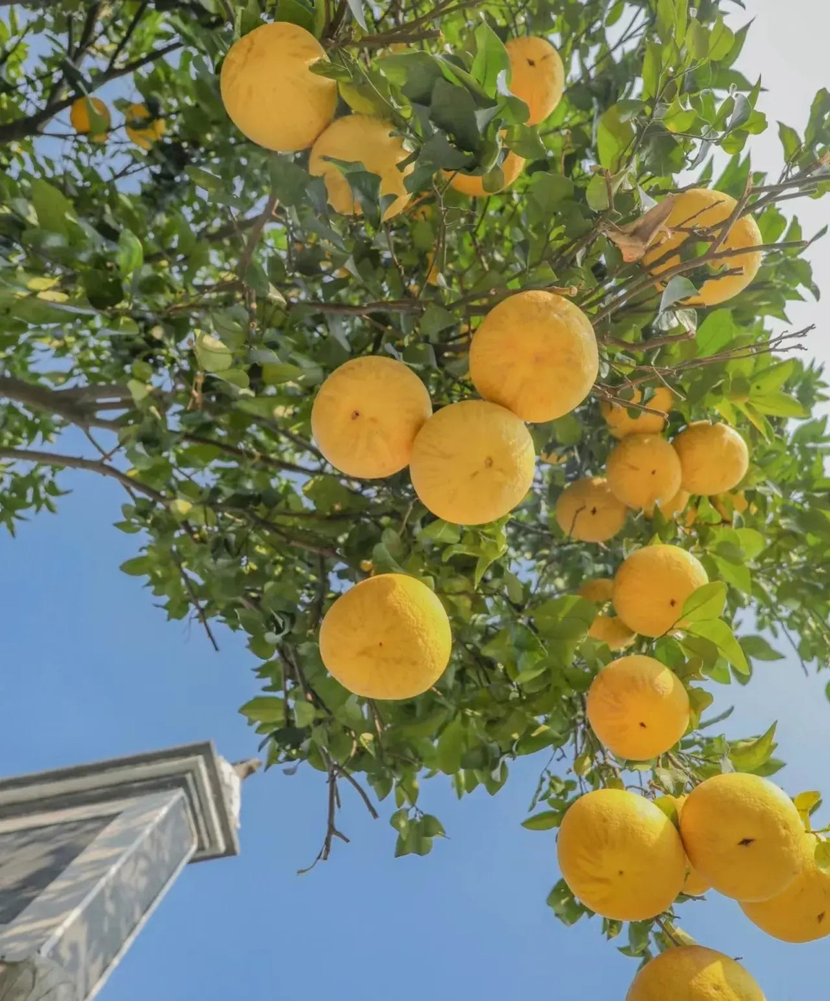  Theo người xưa, bưởi là loại cây tượng trưng cho sự sum vầy và no đủ, mang lại may mắn, tiền tài và danh vọng, đồng thời là biểu tượng của sự sum họp, đoàn viên. Ảnh minh họa Toutiao.