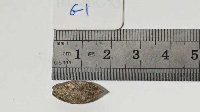 Hoi sinh cay duoc de cap trong Kinh thanh tu hat giong bi an-Hinh-2