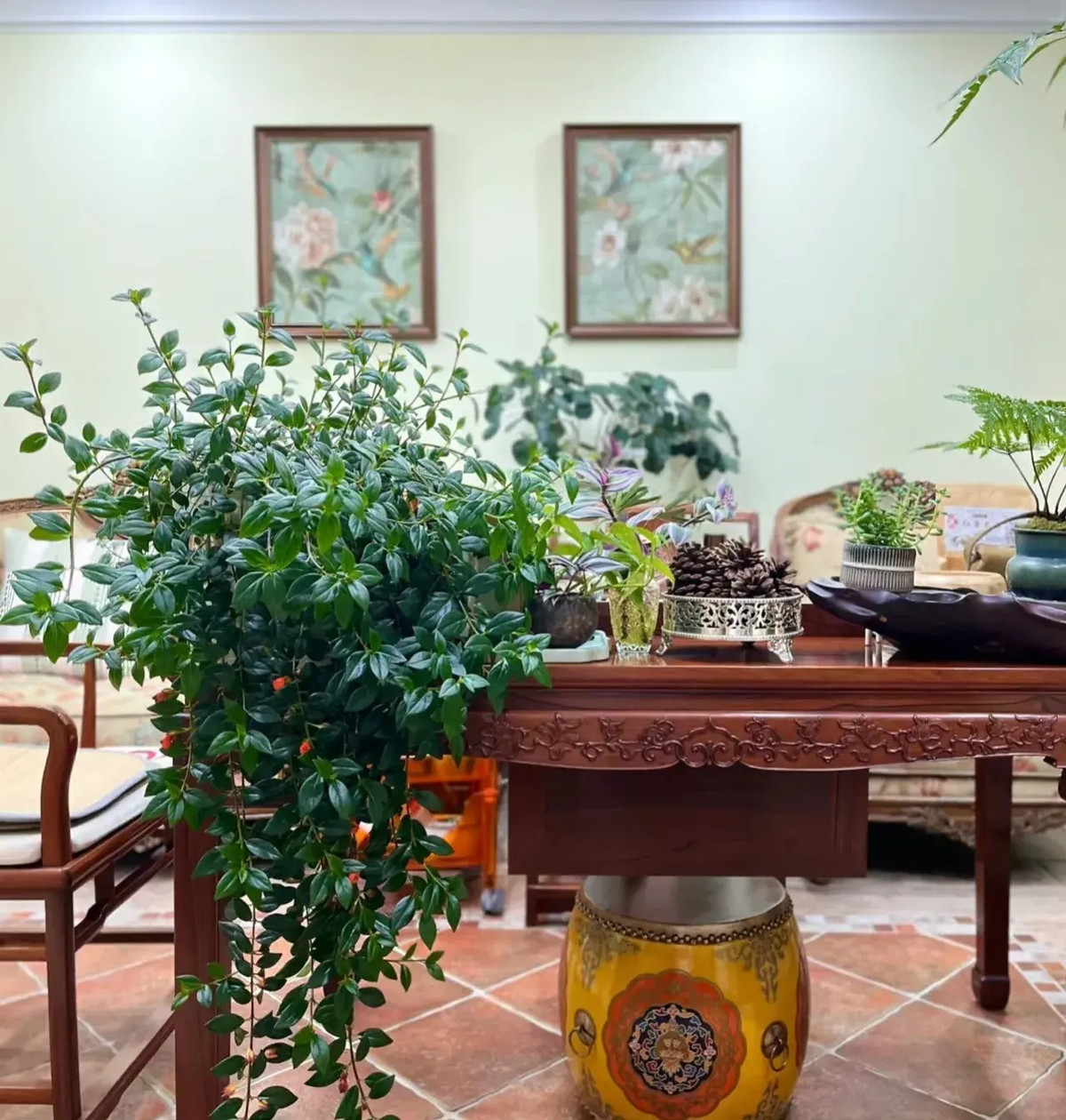 Cây cảnh này có tính trang trí cao. Không chỉ ngôn ngữ hoa và ý nghĩa rất tốt mà không có điều gì cấm kỵ khi tặng chúng cho người khác. Bạn có thể tặng chúng cho bạn bè, đồng nghiệp và các thành viên trong gia đình để bày tỏ lời chúc phúc và sự quan tâm của mình. Ảnh minh họa Toutiao 