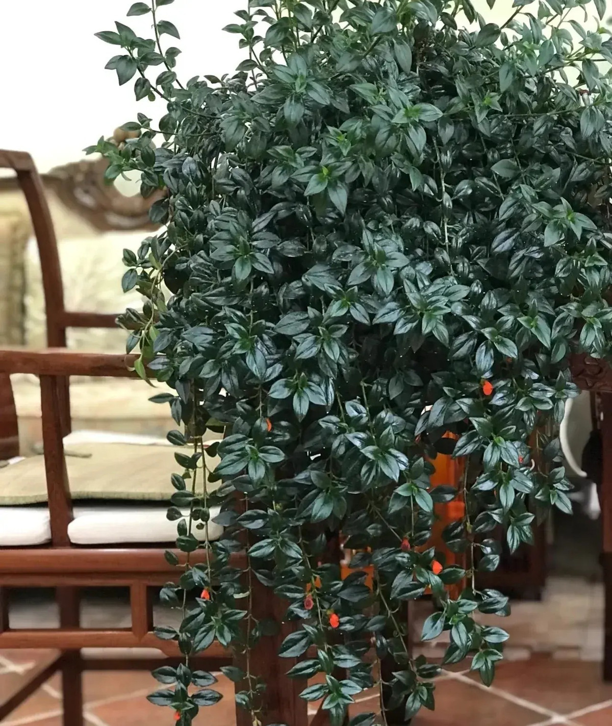 Cây cảnh này có nguồn gốc từ Trung và Nam Mỹ với những tán lá xanh bóng, nở hoa rực rỡ với các sắc thái cam, vàng và đỏ có thể dài tới 5-7cm. Cây cảnh này là dây leo, có thể dài đến 1m nếu bạn không cắt tỉa chúng. Ảnh minh họa Toutiao 