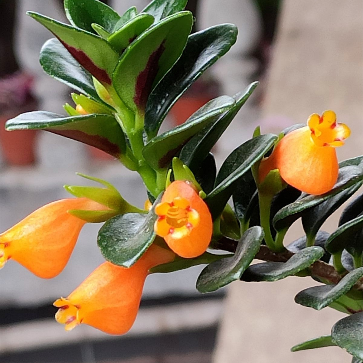 Ngoài ra, ngôn ngữ hoa của nó còn là vô tận, nhỏ giọt và yêu thương lẫn nhau. Do đó, nó tượng trưng cho bản chất không bao giờ kết thúc của vạn vật và tràn đầy sức sống và sức sống. Những bông hoa của cá vàng trông giống như một đàn cá vàng nhỏ, rất hoạt bát và nhanh nhẹn, lắc lư trong gió, bơi lội không ngừng, như muốn chạy về phía trước. Ảnh minh họa Toutiao 