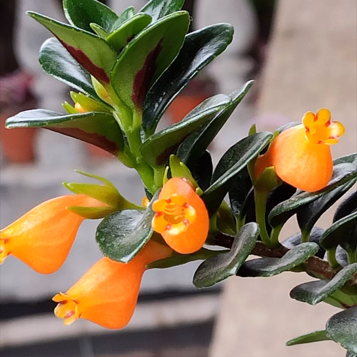 Ngoài ra, ngôn ngữ hoa của nó còn là vô tận, nhỏ giọt và yêu thương lẫn nhau. Do đó, nó tượng trưng cho bản chất không bao giờ kết thúc của vạn vật và tràn đầy sức sống và sức sống. Những bông hoa của cá vàng trông giống như một đàn cá vàng nhỏ, rất hoạt bát và nhanh nhẹn, lắc lư trong gió, bơi lội không ngừng, như muốn chạy về phía trước. Ảnh minh họa Toutiao 