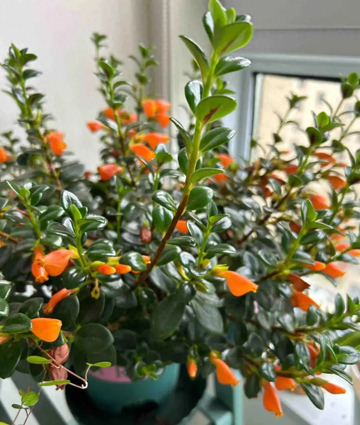  Ý nghĩa của cây cảnh cá vàng: Trong phong thủy, "ngư" đồng nghĩa với "dư" nên hàng năm nuôi cá vàng trong nhà với ý nghĩa "hàng năm dư dả". Những “chú cá vàng” treo đầy cành cũng giống như treo vàng treo bạc trong nhà. 