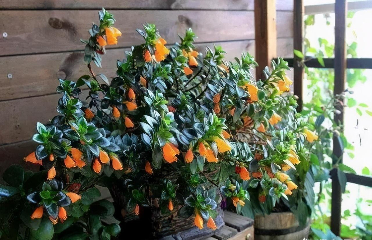  Cây cảnh cũng có nghĩa là một mối quan hệ thân mật, rất gần gũi với nhau. Bởi vì khi đến thời kỳ ra hoa, những chiếc lá sẽ chồng lên nhau chặt chẽ tạo thành một khối liên kết dày dặn, khăng khít, còn những bông hoa nhỏ màu cam sẽ phát triển tươi tốt và mạnh mẽ, nép vào nhau, đầy yêu thương, đoàn kết. Ảnh minh họa Toutiao