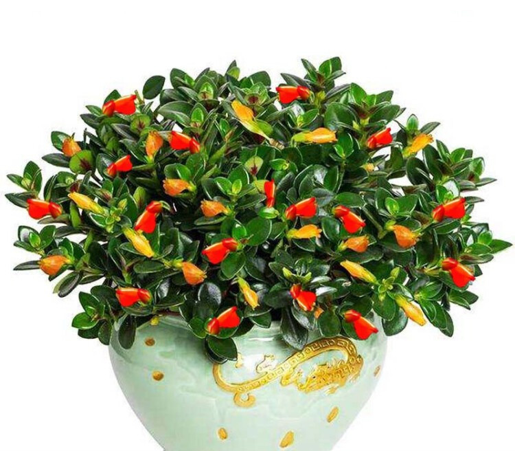  Loài hoa cá vàng này có nghĩa là sự phát triển không ngừng, như dòng chảy liên tục, dòng nước nhỏ giọt không ngừng, điều này cho thấy sự giàu có của gia đình bạn sẽ được kéo dài mãi. Ảnh minh họa Toutiao