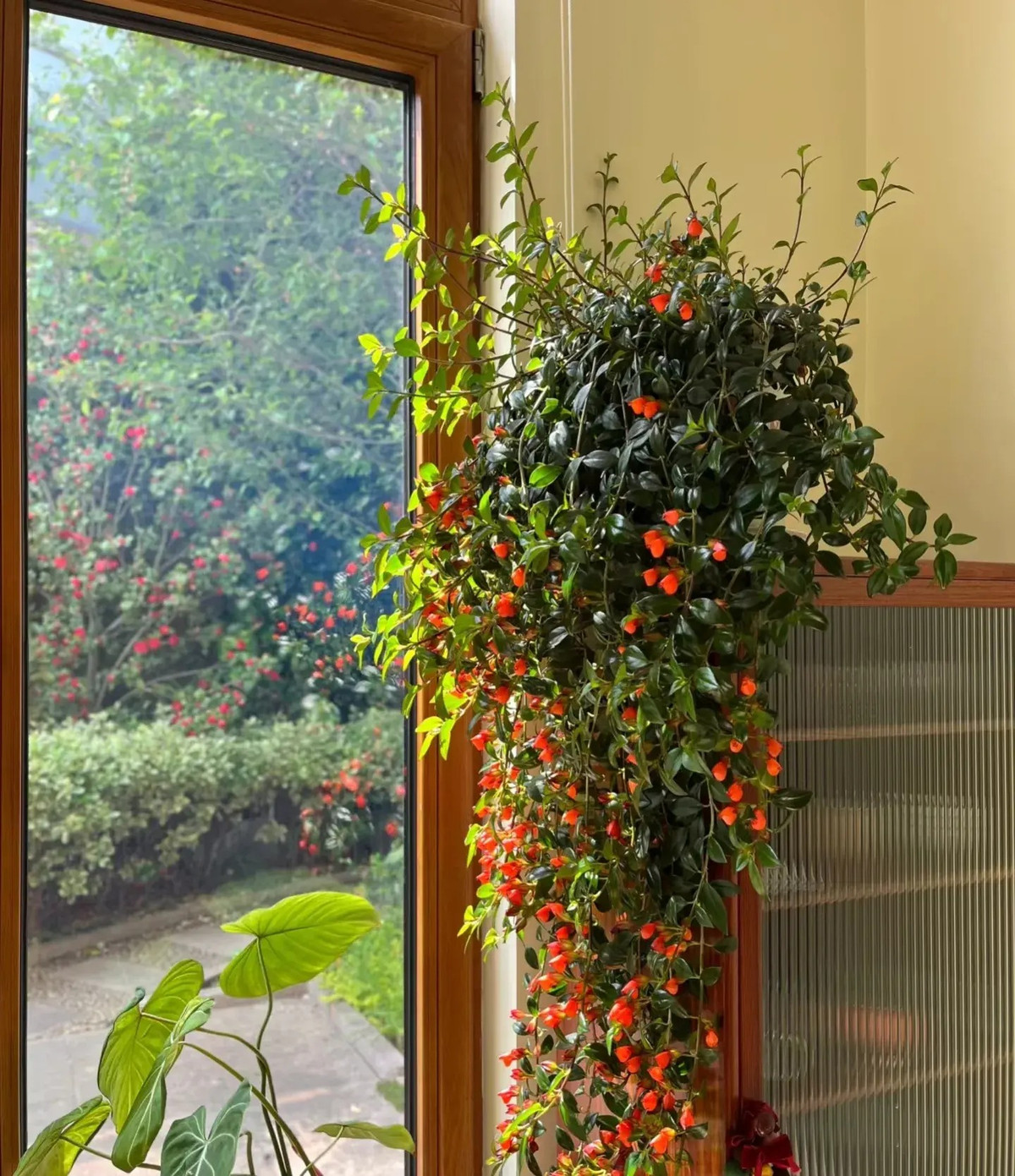  Thật là một cảnh đẹp khi nhìn thấy một cây cá vàng trưởng thành hoàn toàn trong giỏ treo đang nở rộ. Chúng nở hoa rực rỡ khi được chăm sóc tốt, tạo thành những mảng màu sắc tuyệt vời trong nhà bạn. Chúng là những cây sống tương đối lâu, có thể sống được gần một thập kỷ nếu được thay chậu khi cần thiết và tránh xa không khí quá khô hoặc quá lạnh. Ảnh minh họa Toutiao 