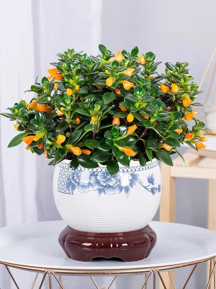  Chính vì cây cảnh này đẹp và có ý nghĩa tốt lành nên nhiều người đam mê hoa thích lưu giữ chúng. Cây cảnh sống hàng chục năm sẽ trở thành người bạn đồng hành và trở thành một phần cuộc sống của bạn. Ảnh minh họa Toutiao