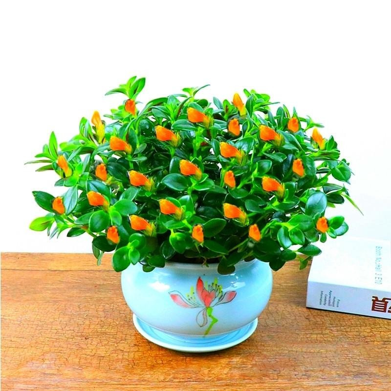 Trong dịp Tết, nhiều nhà đặt chậu cá vàng để mang lại vẻ đẹp lễ hội, trang nhã, yên bình và đẹp mắt. Hơn nữa, lá cây nhện cá vàng có màu xanh lục, có tác dụng hấp thụ khí độc trong phòng và làm cho không khí trong nhà trong lành hơn.Ảnh minh họa Toutiao 