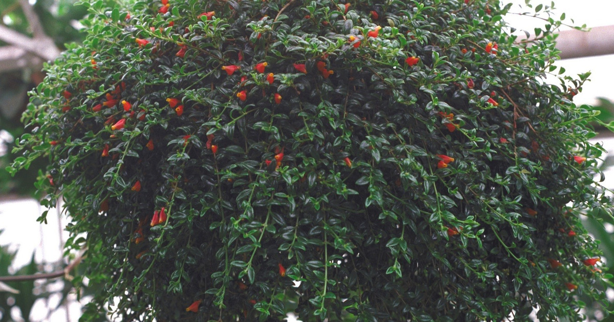  Nhiều người tin rằng trồng cây cảnh cá vàng trong nhà sẽ mang lại nhiều may mắn cho gia chủ, giúp sự nghiệp ngày càng thuận lợi, ăn nên làm ra "dư dả quanh năm", gia đình ngày một ấm êm, hạnh phúc. Ảnh minh họa worldoffloweringplants