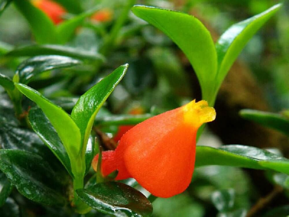 Cây cảnh cá vàng là một loại cây nhiệt đới tuyệt đẹp cần phải có cho bất kỳ khu vườn trong nhà nào. Với những bông hoa màu cam rực rỡ giống như cá vàng bơi trong nước, loài cây này mang đến vẻ đẹp kỳ lạ cho mọi không gian.