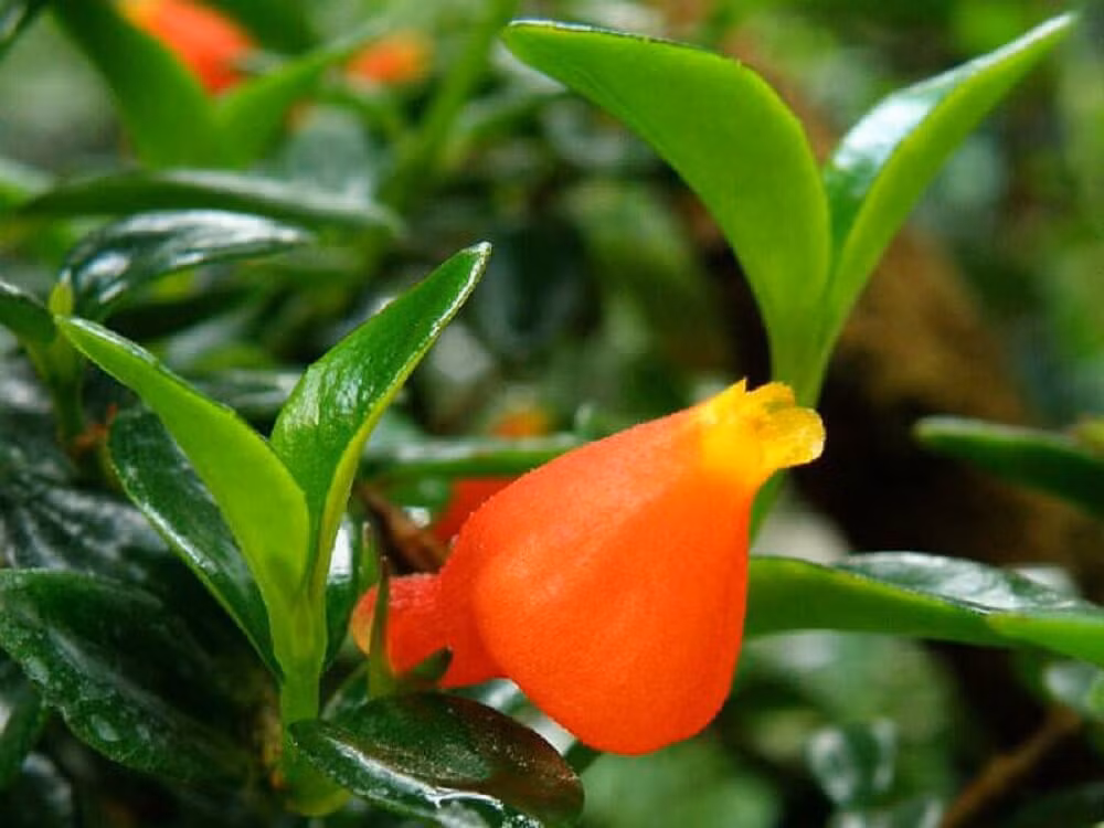 Cây cảnh cá vàng là một loại cây nhiệt đới tuyệt đẹp cần phải có cho bất kỳ khu vườn trong nhà nào. Với những bông hoa màu cam rực rỡ giống như cá vàng bơi trong nước, loài cây này mang đến vẻ đẹp kỳ lạ cho mọi không gian.