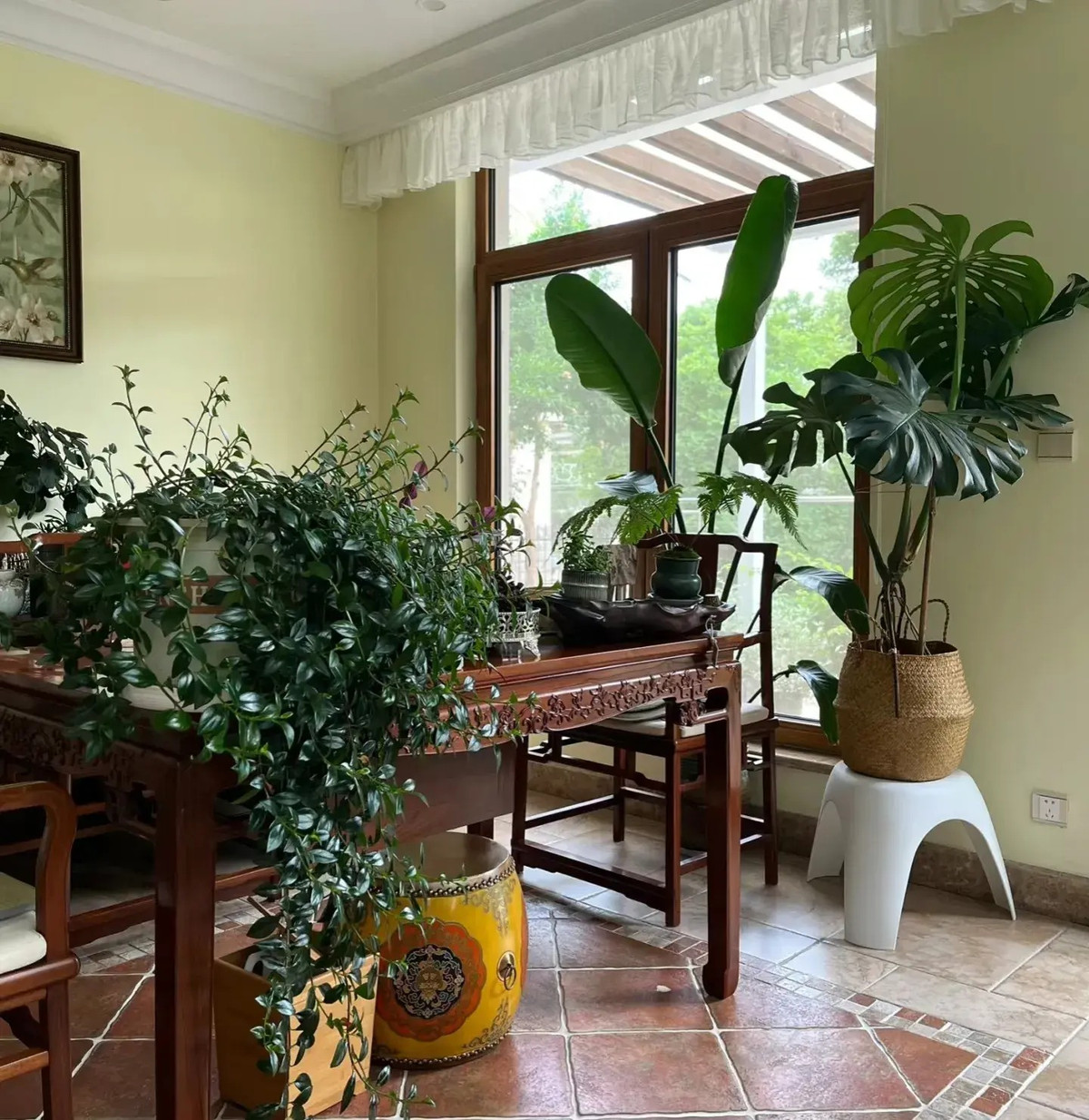 Cây cá vàng tên khoa học là Columnea Gloriosa, thuộc họ Gesneriaceae. Tên tiếng Anh của nó cũng có nghĩa là cây cá vàng (Goldfish plant hoặc Flying goldfish plant) được đặt tên theo số lượng lớn hoa màu đỏ cam nở vào mùa xuân và mùa hè và trông giống như cá vàng đang bơi lượn.