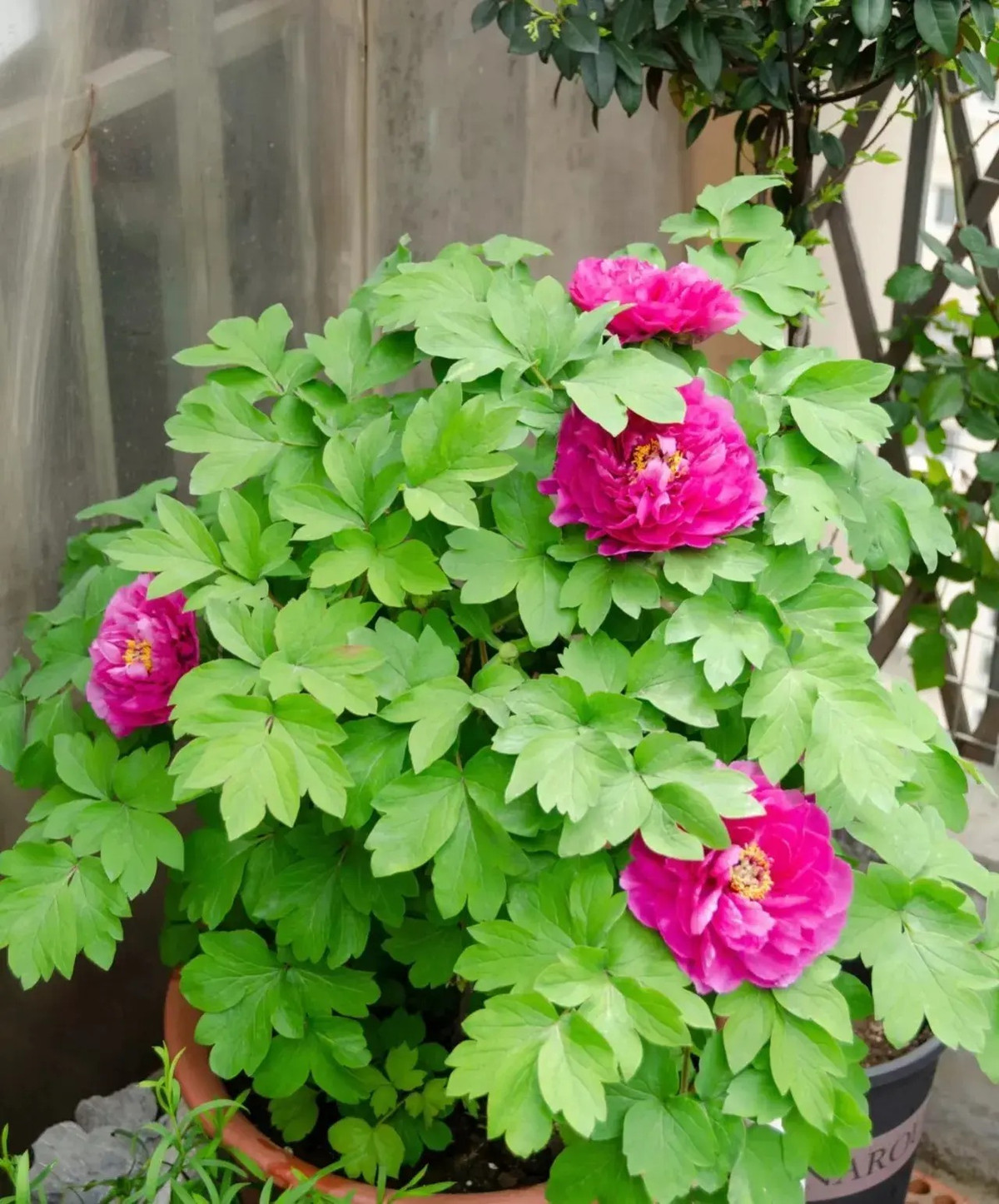 6 cây cảnh thích 'nhà cao cửa rộng' mỗi năm thay tổ một lần - Hình 3 6 cay canh thich 'nha cao cua rong' moi nam thay to mot lan-Hinh-3