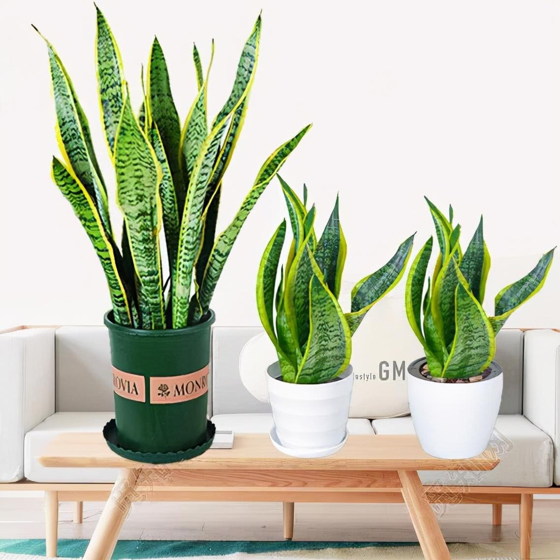 6 cây cảnh thích 'nhà cao cửa rộng' mỗi năm thay tổ một lần - Hình 4 6 cay canh thich 'nha cao cua rong' moi nam thay to mot lan-Hinh-4