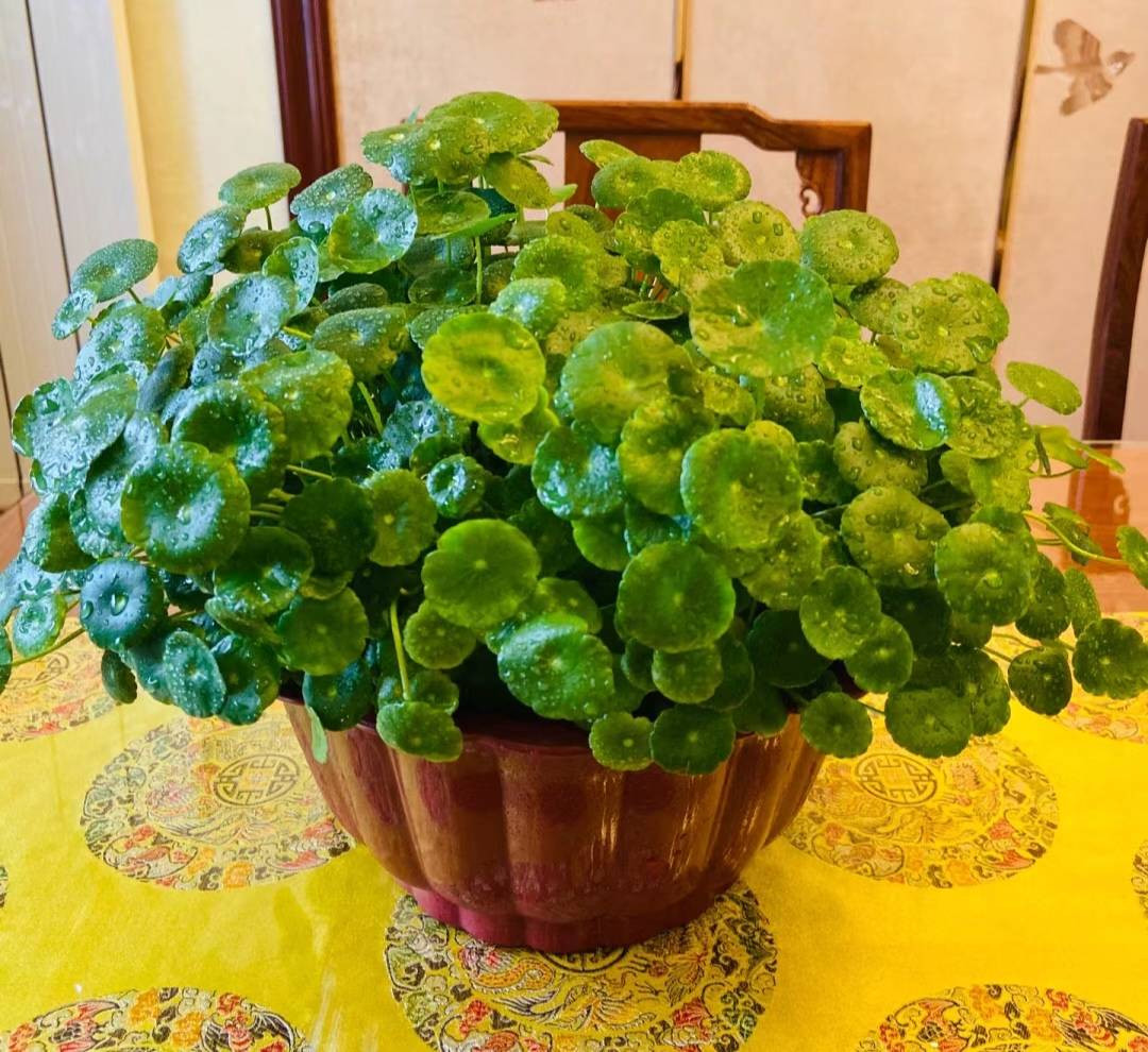 6 cây cảnh thích 'nhà cao cửa rộng' mỗi năm thay tổ một lần - Hình 2 6 cay canh thich 'nha cao cua rong' moi nam thay to mot lan-Hinh-2