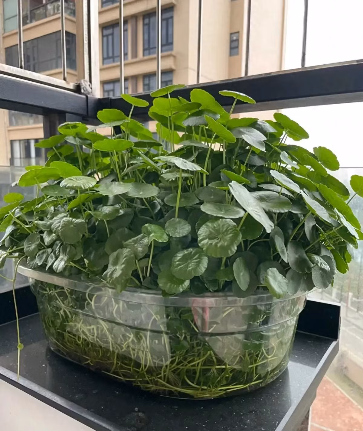 6 cây cảnh thích 'nhà cao cửa rộng' mỗi năm thay tổ một lần - Hình 5 6 cay canh thich 'nha cao cua rong' moi nam thay to mot lan-Hinh-5