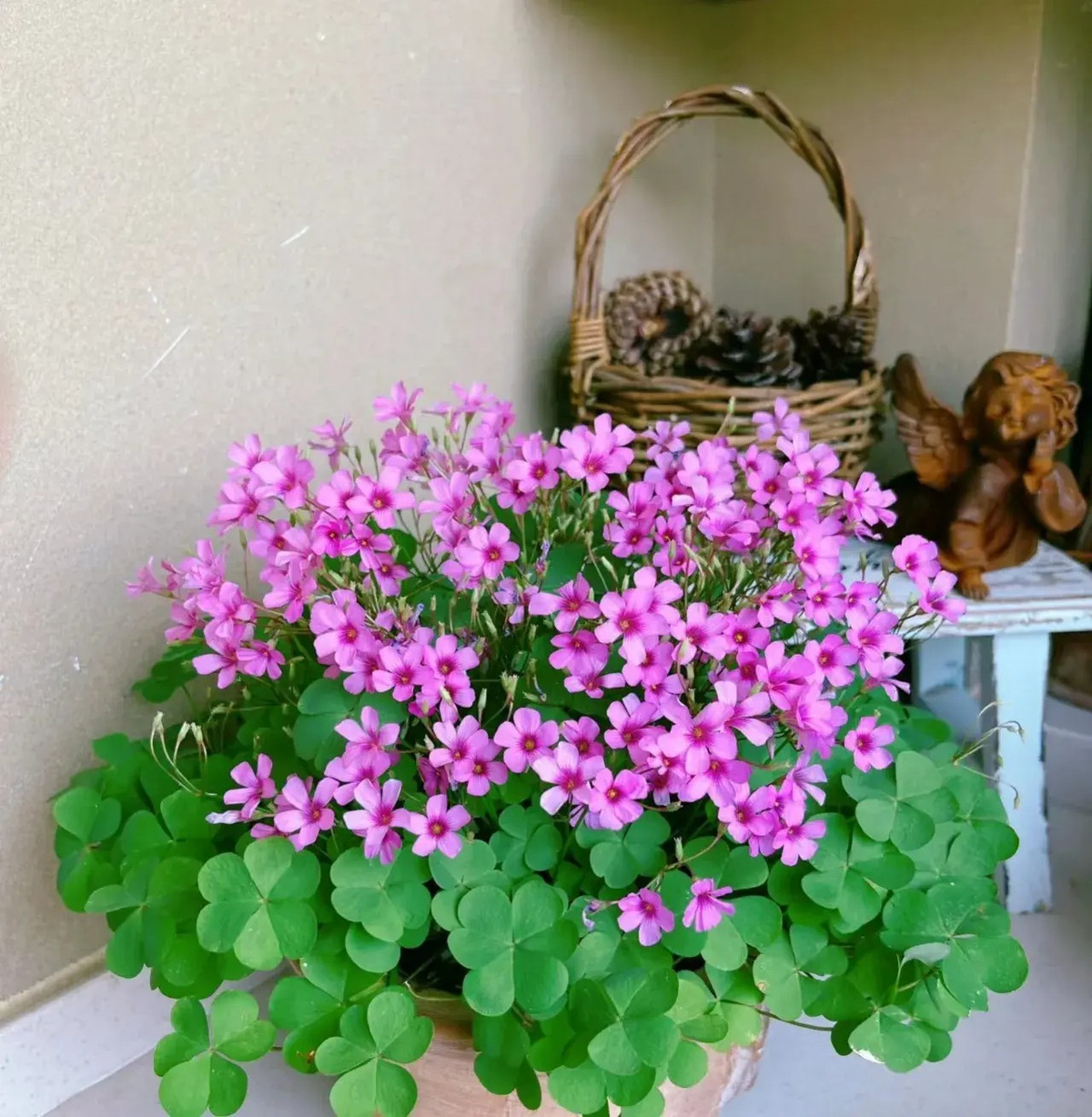 6 cây cảnh thích 'nhà cao cửa rộng' mỗi năm thay tổ một lần - Hình 8 6 cay canh thich 'nha cao cua rong' moi nam thay to mot lan-Hinh-8