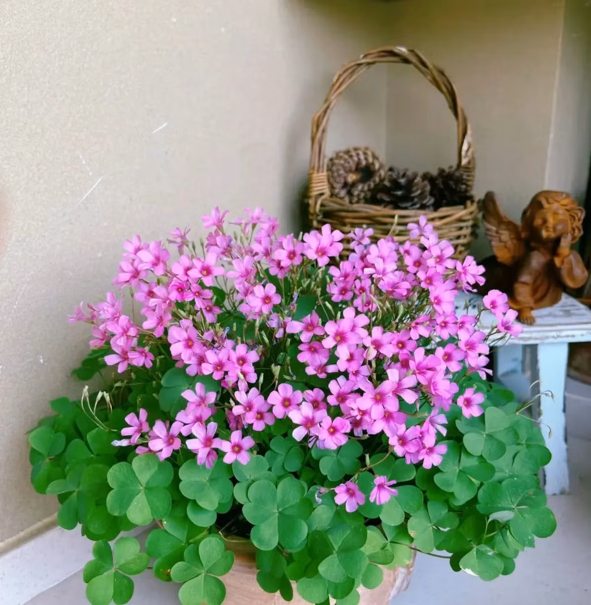 6 cây cảnh thích 'nhà cao cửa rộng' mỗi năm thay tổ một lần - Hình 8 6 cay canh thich 'nha cao cua rong' moi nam thay to mot lan-Hinh-8